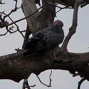 African Harrier-Hawk