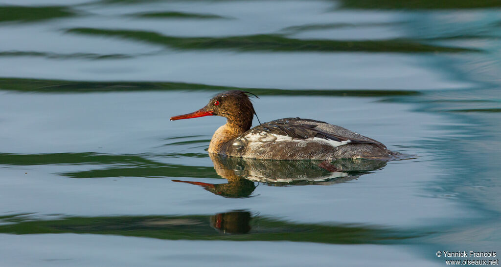 Harle huppé mâle immature, identification, composition