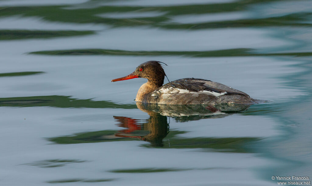 Red-breasted Merganser male immature, identification, aspect