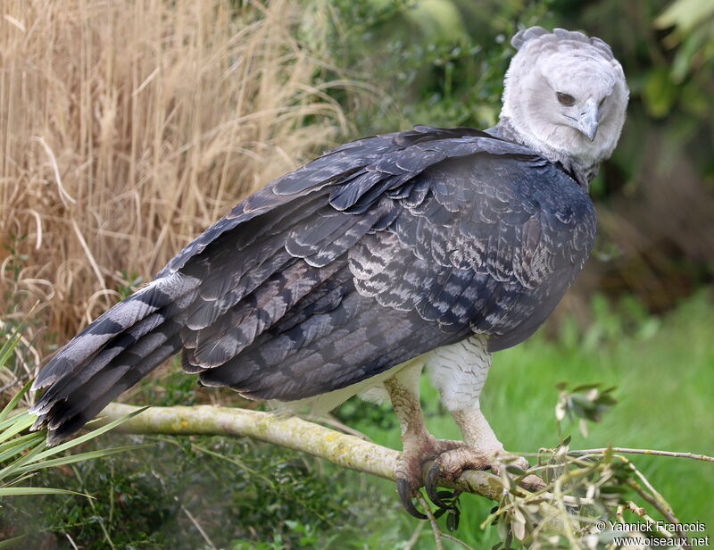Harpy EagleThird  year, identification, aspect