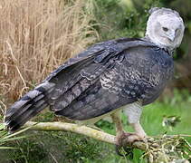 Harpy Eagle