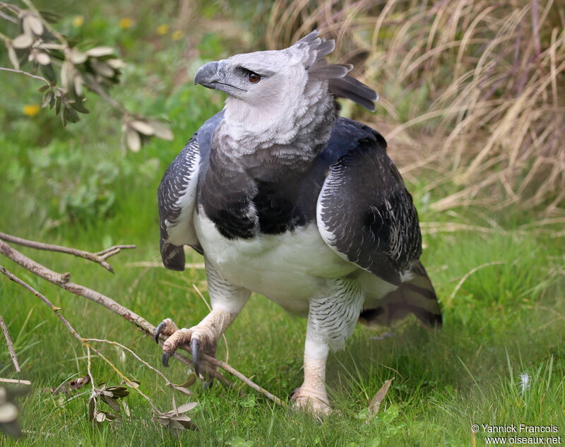 Harpy EagleThird  year, identification, aspect
