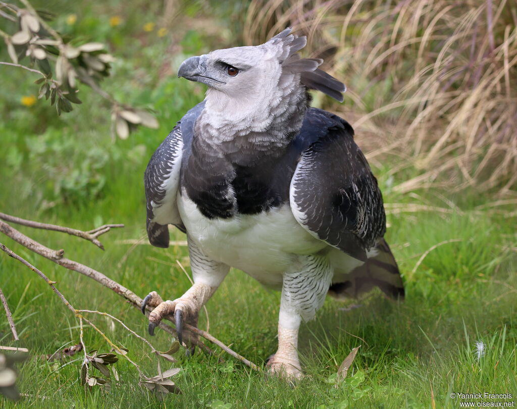 Harpy Eagle - Harpia harpyja Third year - yafr324818