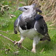 Harpy Eagle