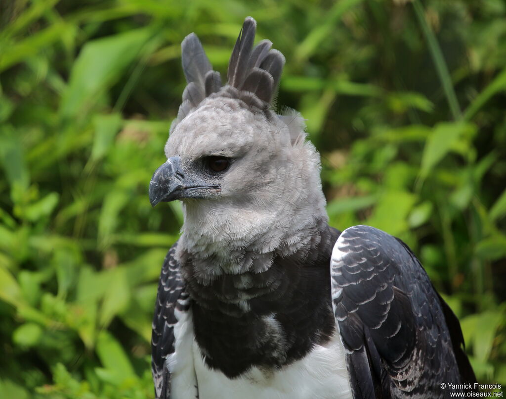 Harpy Eagleadult, close-up portrait