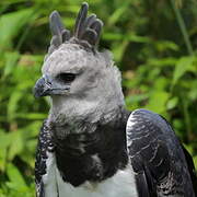 Harpy Eagle