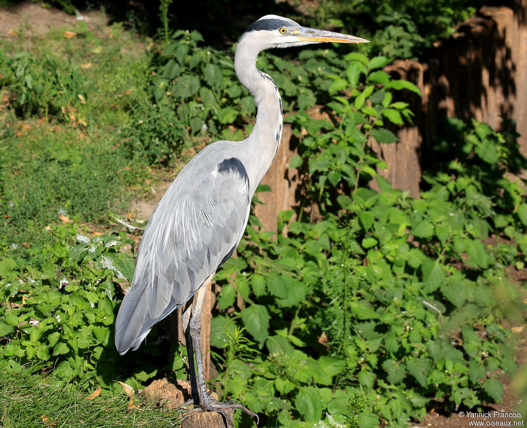 Grey Heronadult, identification, aspect