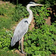 Grey Heron