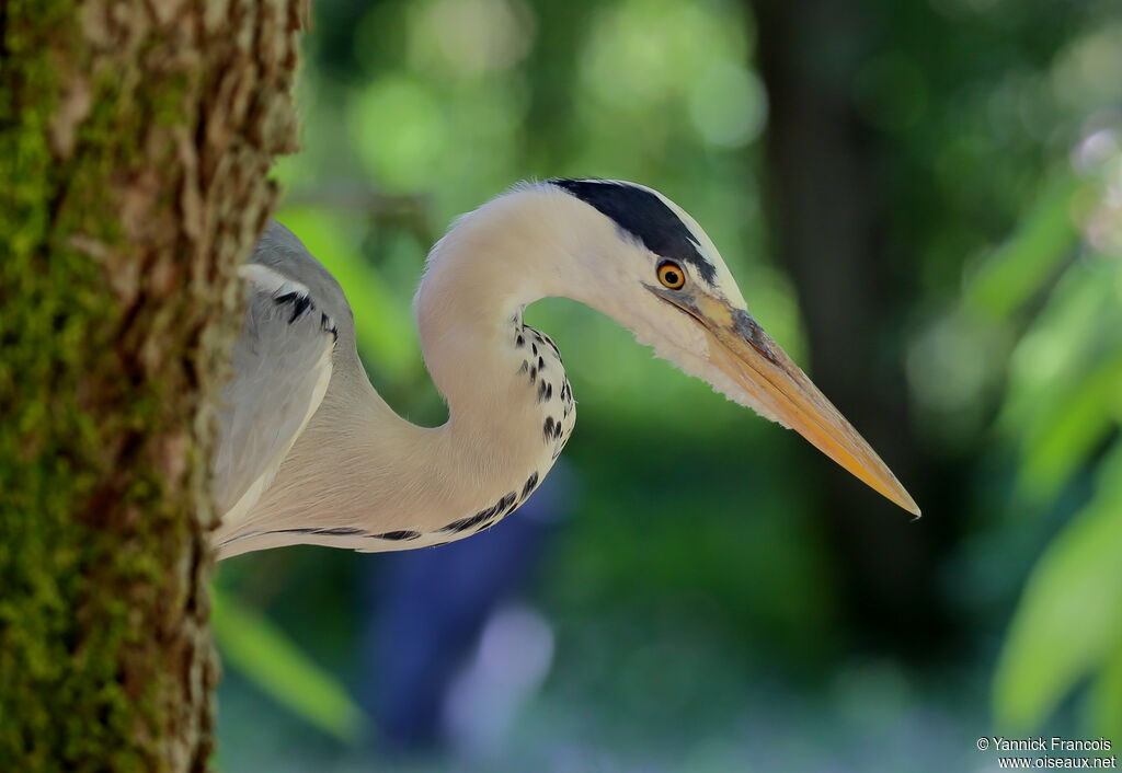 Grey Heronadult, close-up portrait