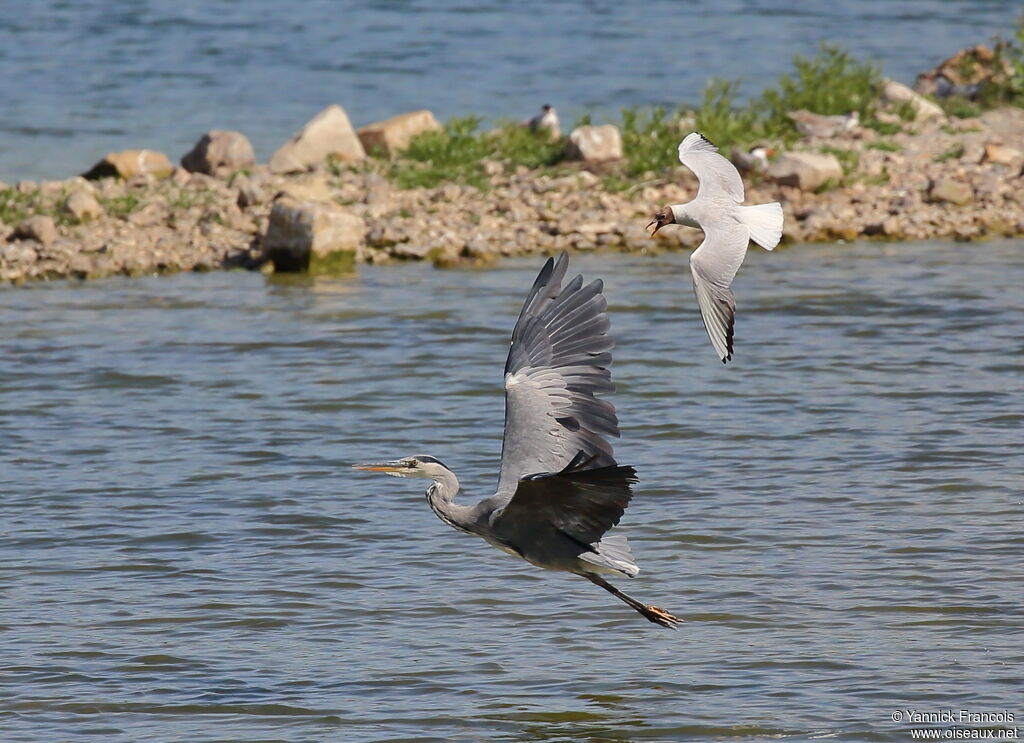 Grey Heronadult, aspect, Flight