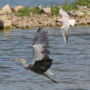 Grey Heron