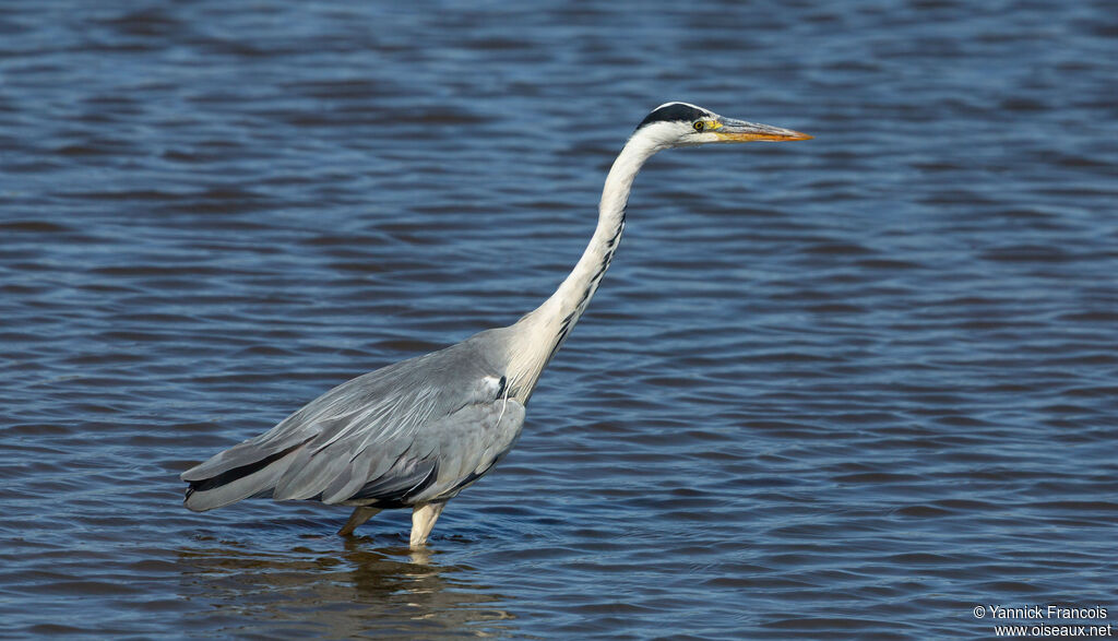 Héron cendréadulte, identification, composition