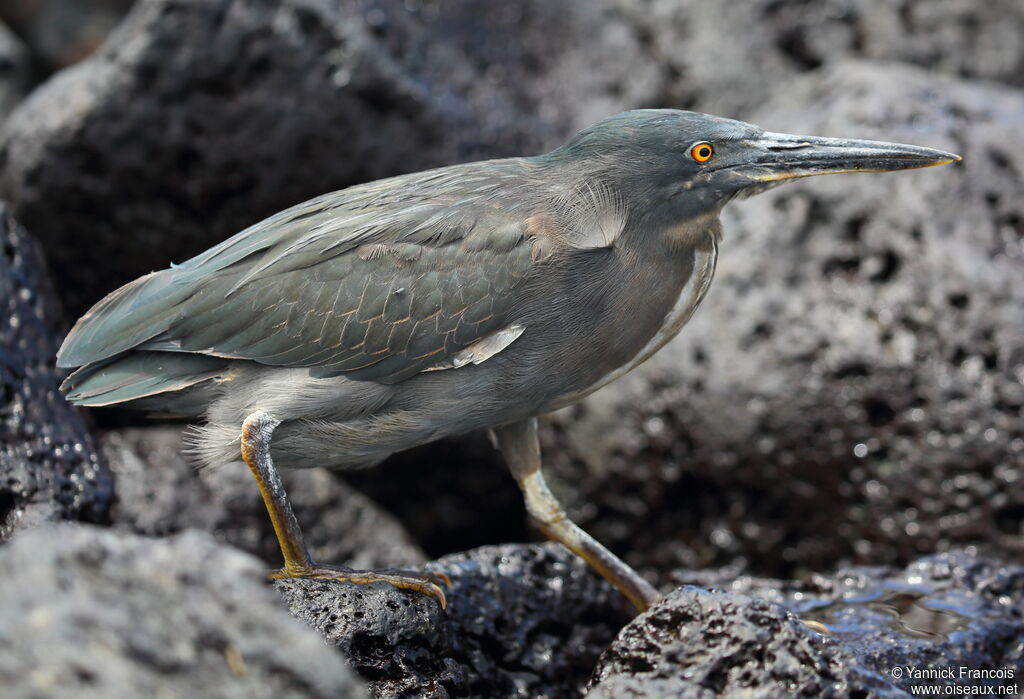 Héron des Galapagosadulte, identification, composition