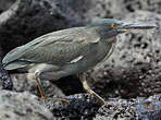 Héron des Galapagos