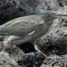 Héron des Galapagos