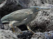 Héron des Galapagos