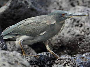 Héron des Galapagos