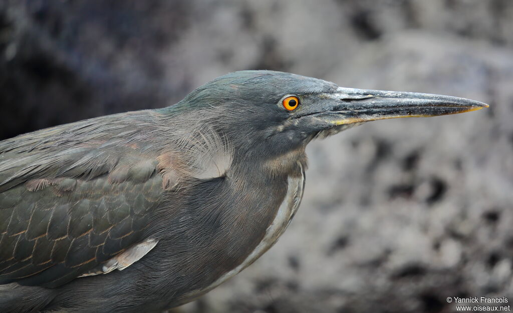 Héron des Galapagosadulte, portrait