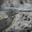 Héron des Galapagos