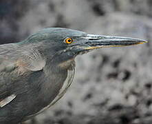 Lava Heron