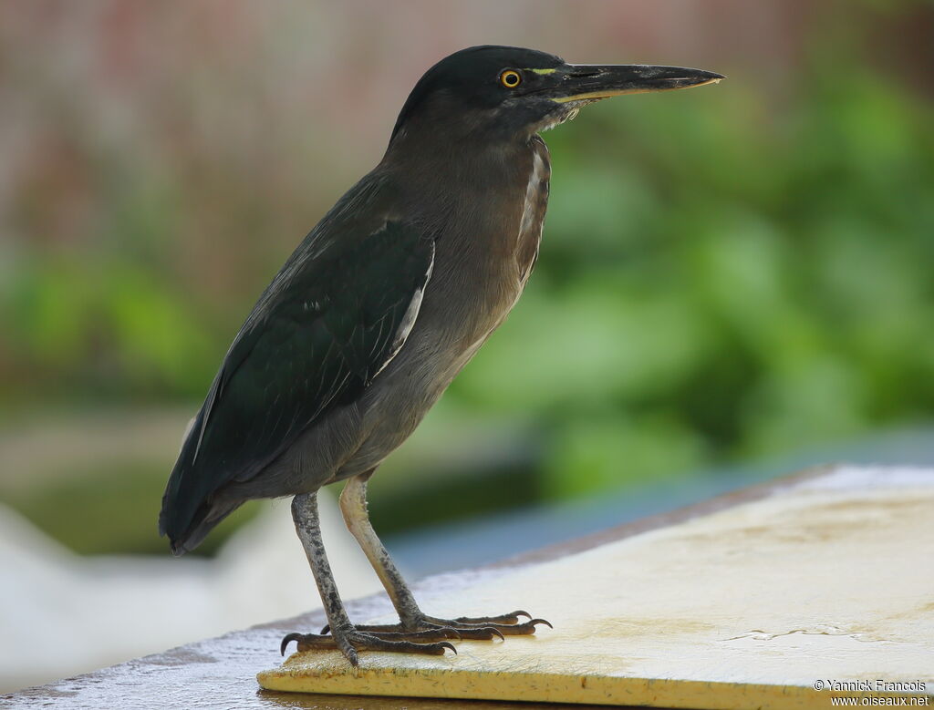 Héron des Galapagosadulte, identification, composition