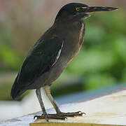 Lava Heron