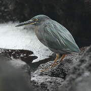 Lava Heron