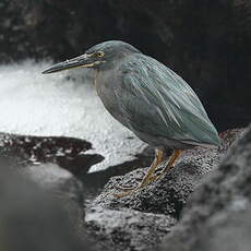 Héron des Galapagos