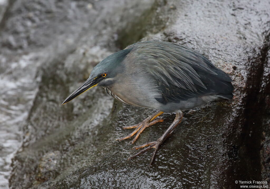 Lava Heronadult, identification, aspect