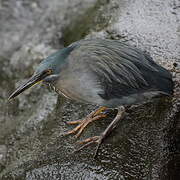 Lava Heron