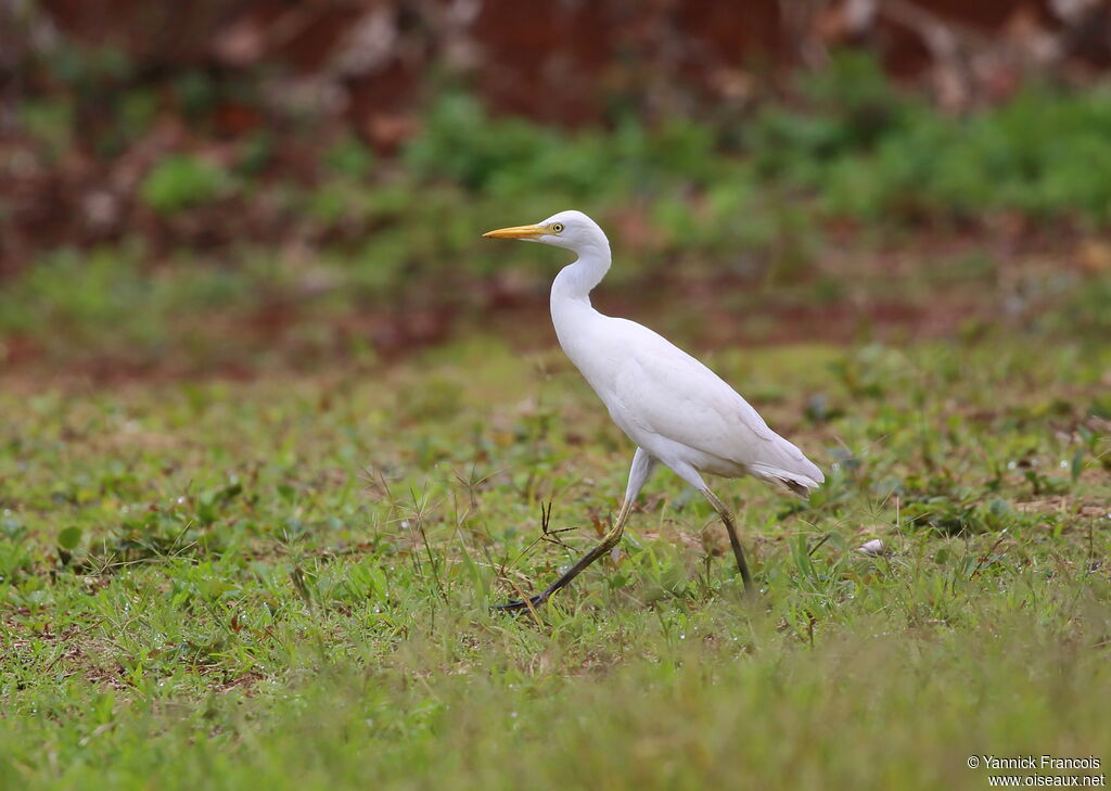 Western Cattle Egretadult, identification, aspect