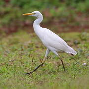 Western Cattle Egret