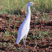 Western Cattle Egret