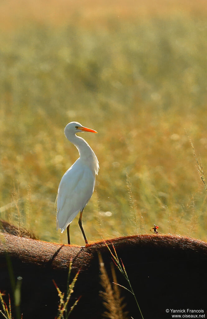 Western Cattle Egretadult post breeding, identification, aspect