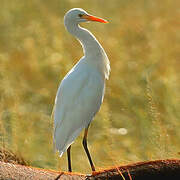 Western Cattle Egret