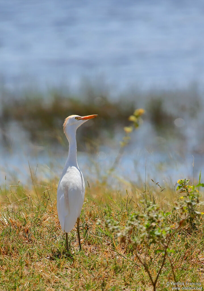 Western Cattle Egretadult, habitat, aspect