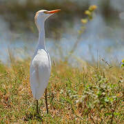 Western Cattle Egret