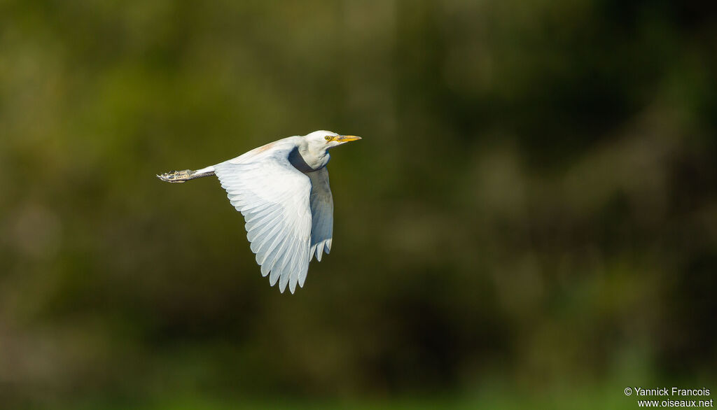 Western Cattle Egret, Flight