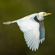 Western Cattle Egret