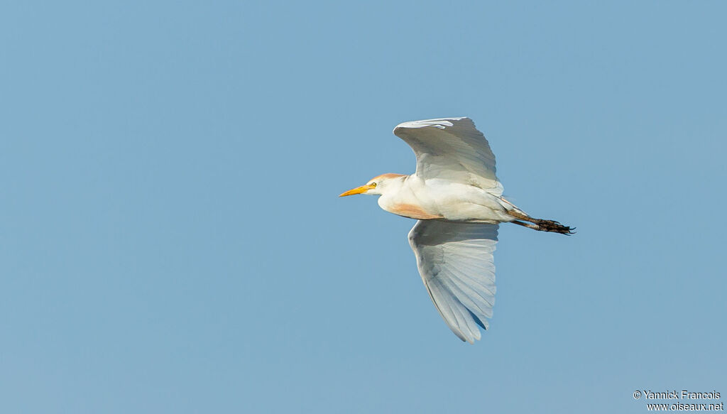 Western Cattle Egretadult, aspect, Flight