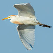 Western Cattle Egret