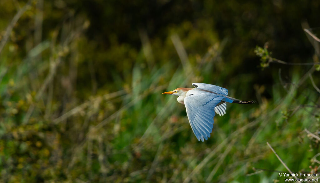 Western Cattle Egretadult, aspect, Flight