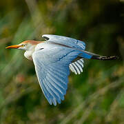 Western Cattle Egret