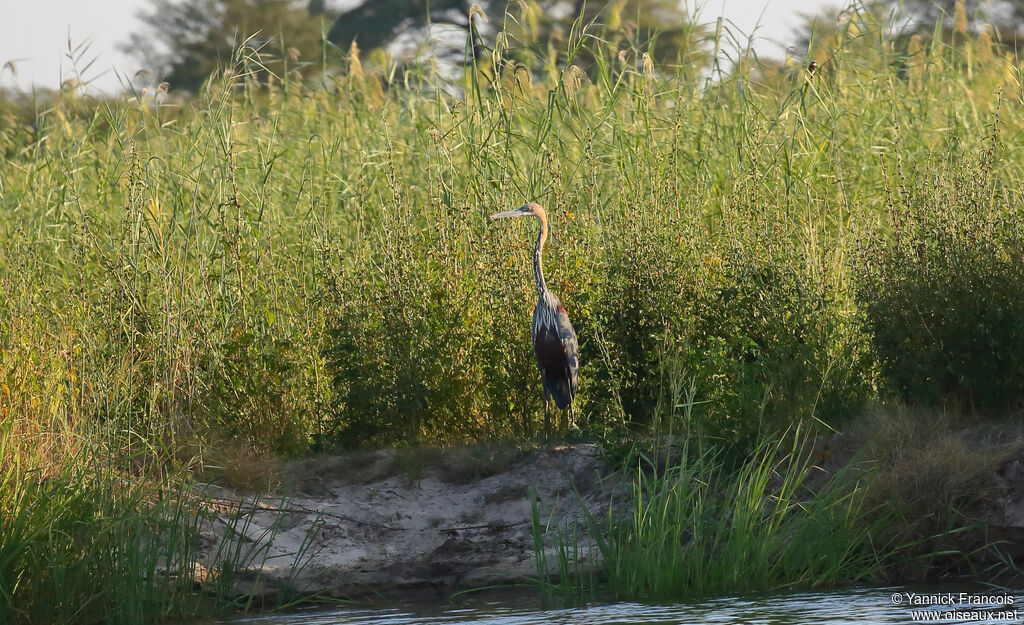 Goliath Heron