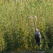 Goliath Heron