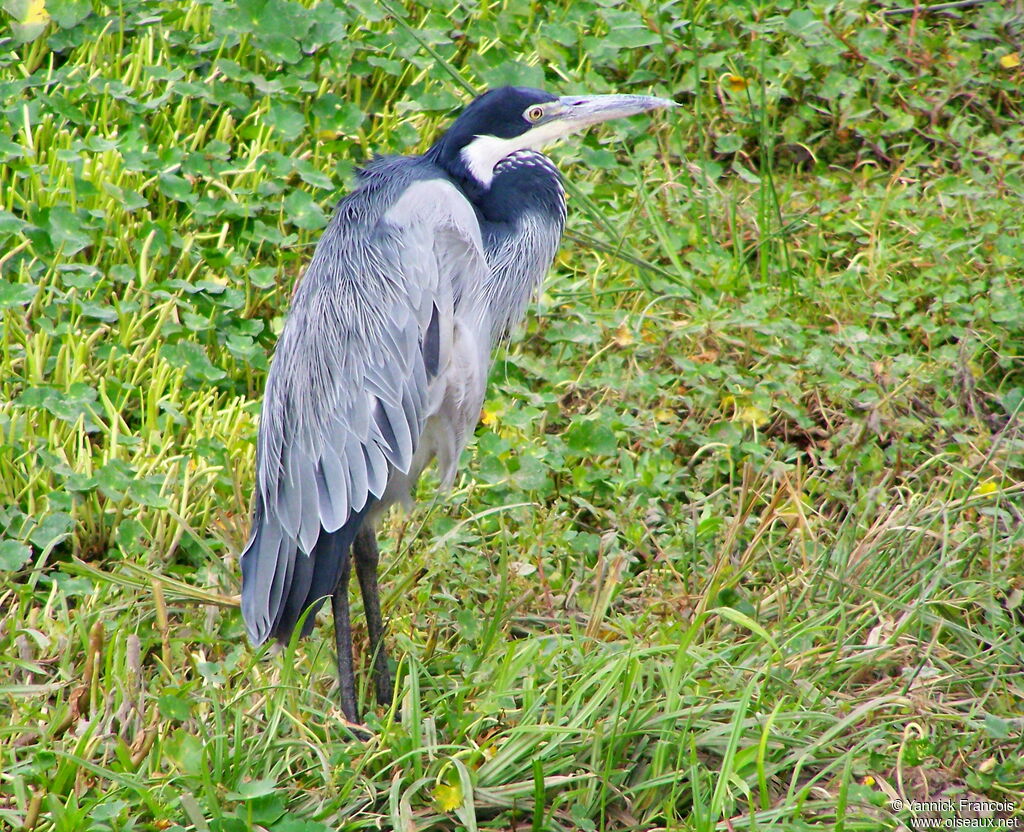 Héron mélanocéphaleadulte, identification, composition