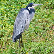 Black-headed Heron