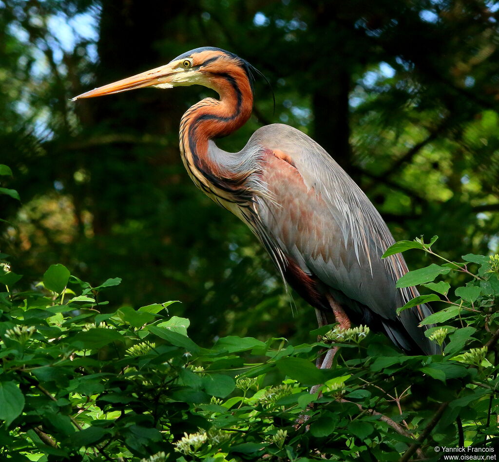 Purple Heronadult, identification, aspect