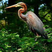 Purple Heron