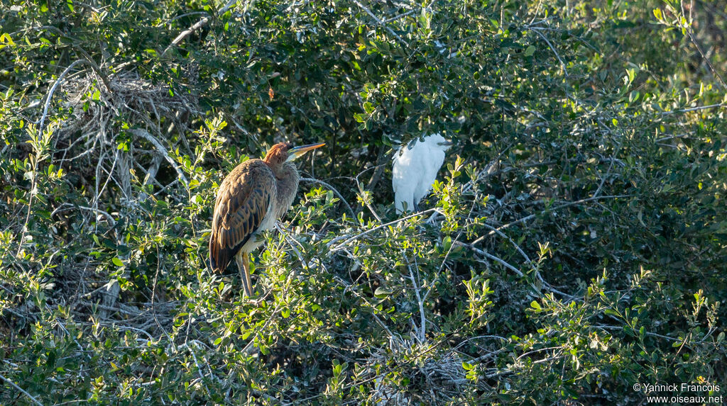 Héron pourpréimmature, habitat, composition